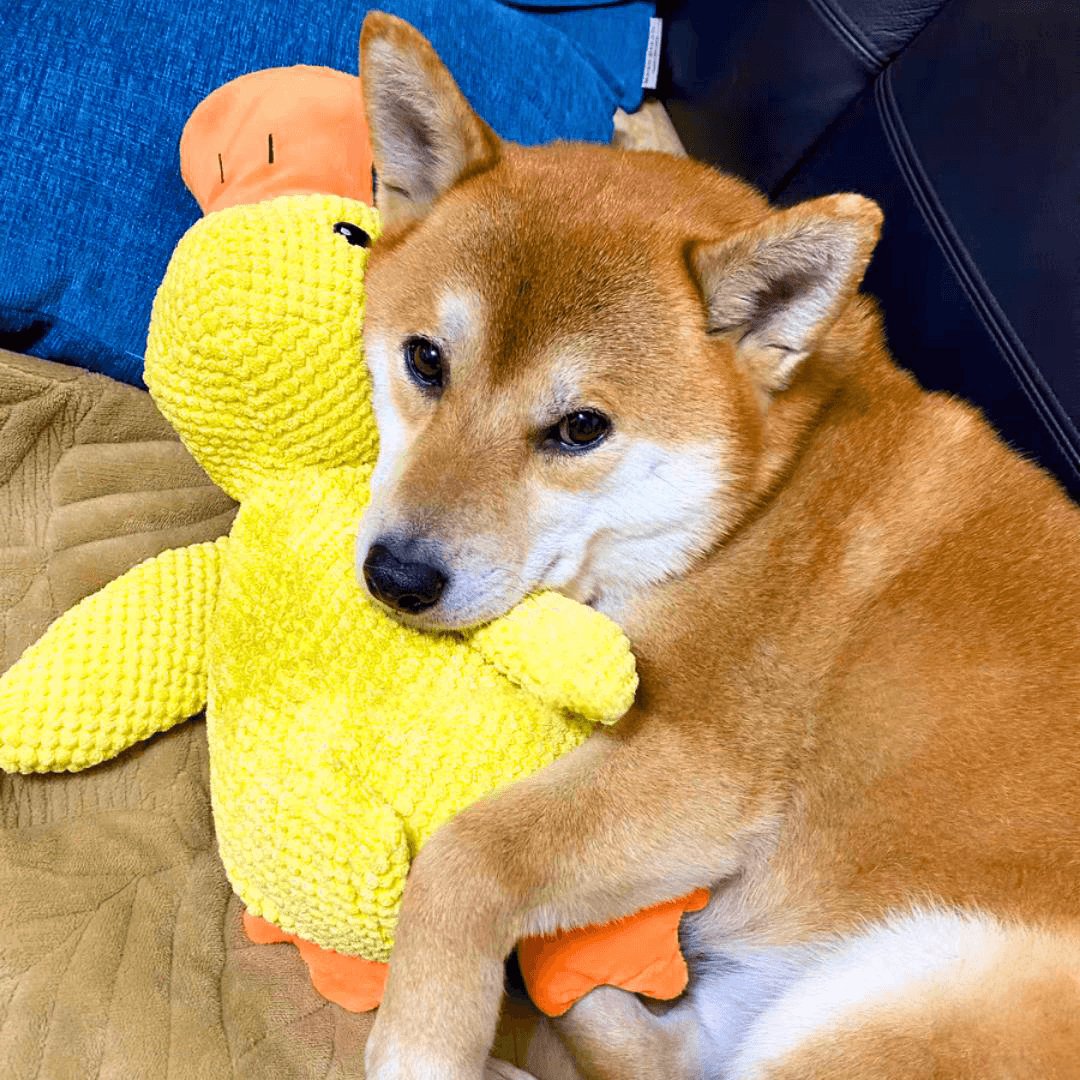 Plüschente Quietsch Hundespielzeug - Samt Kauspielzeug 28cm